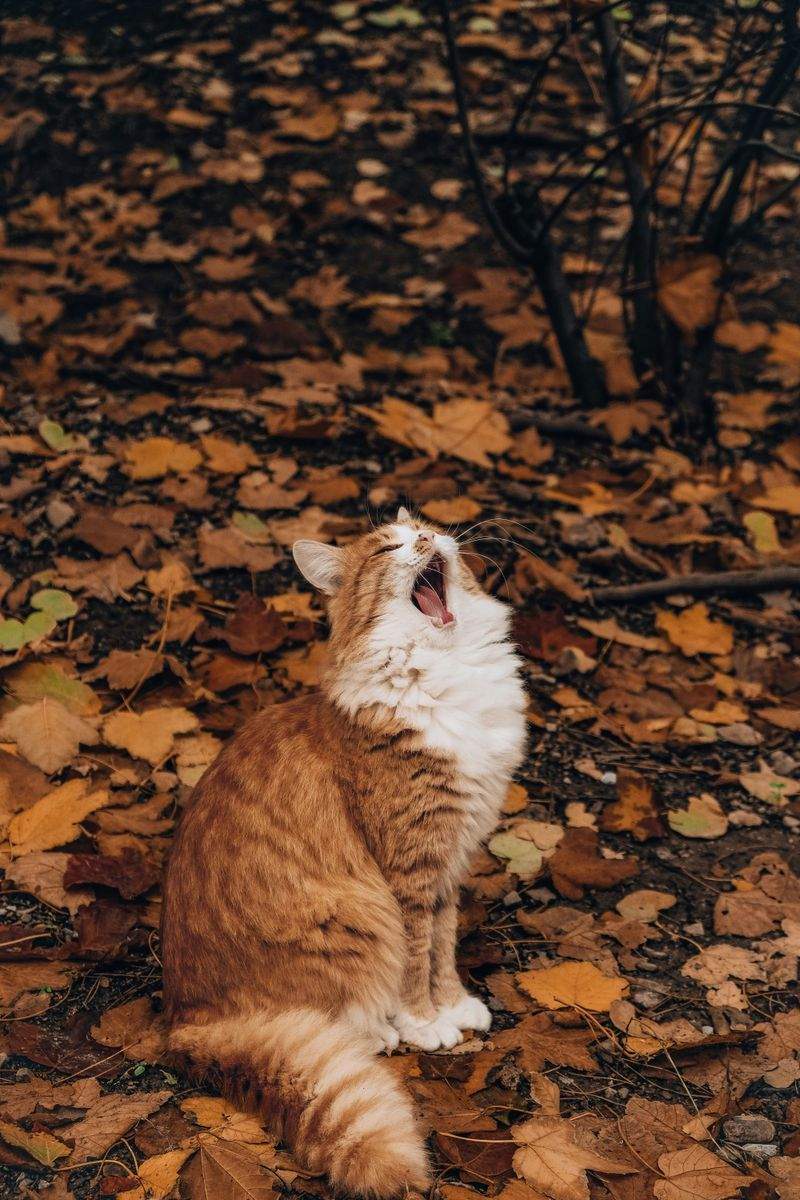 ねこみらいケア株式会社
