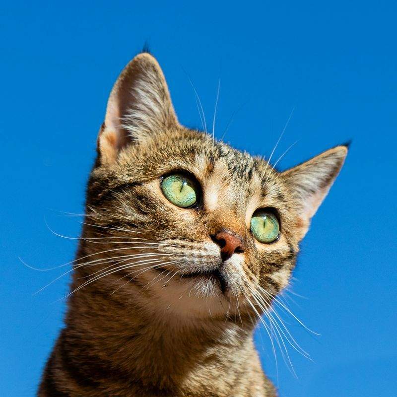 おうちでできる猫の安心スペースづくり