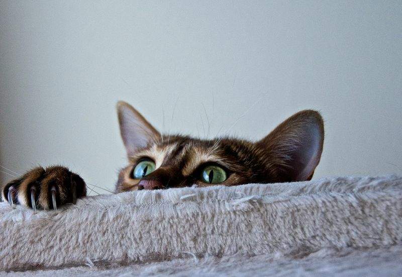 保護猫との出会いを増やすための情報発信強化