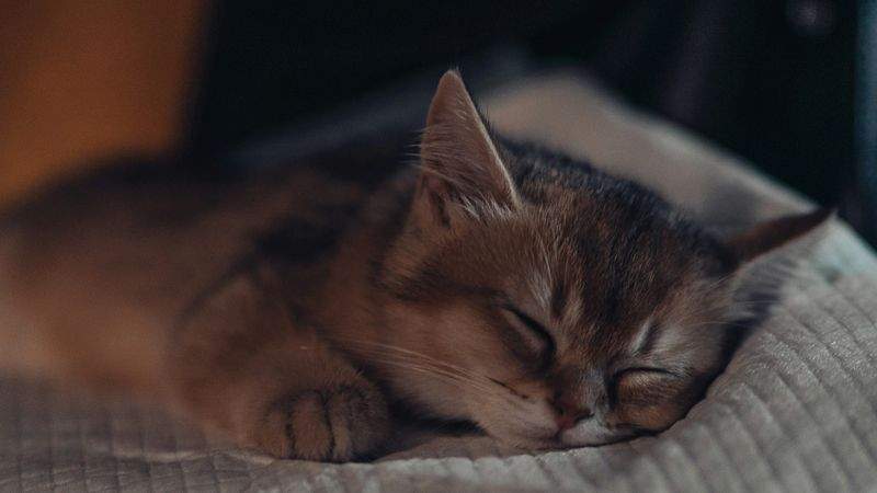 ねこみらいケア株式会社 11