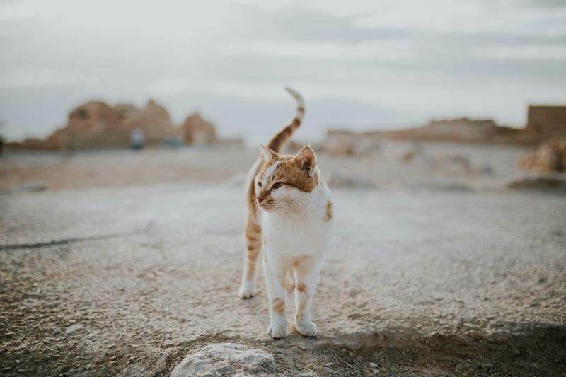 ねこみらいケア株式会社 14
