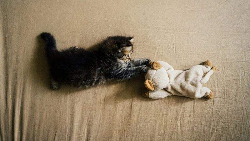 ねこみらいケア株式会社 2