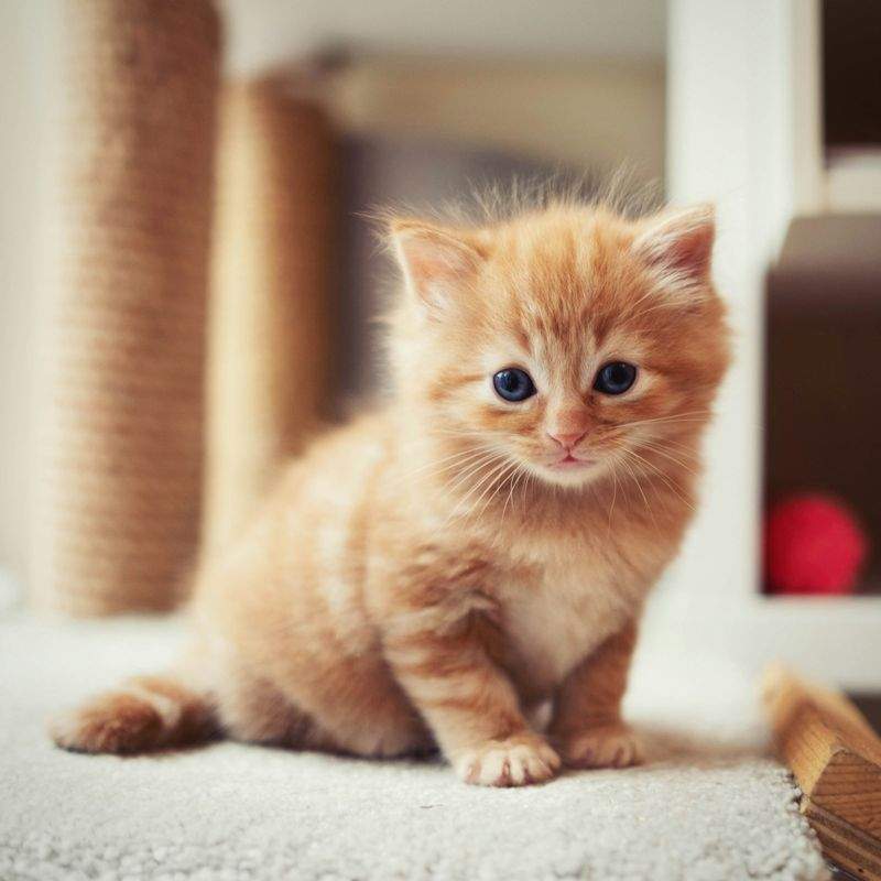 ねこみらいケア株式会社 3