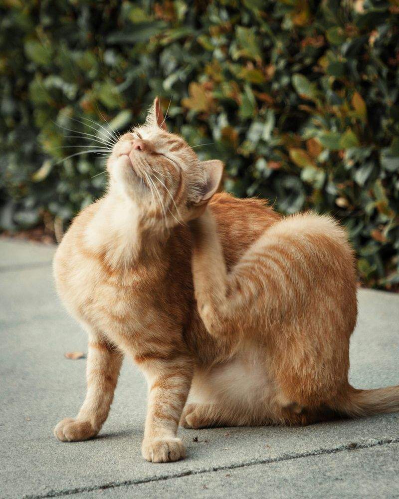 ねこみらいケア株式会社 4