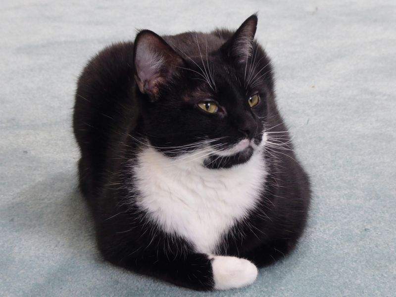 ねこみらいケア株式会社 5