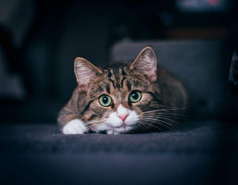 ねこみらいケア株式会社 6