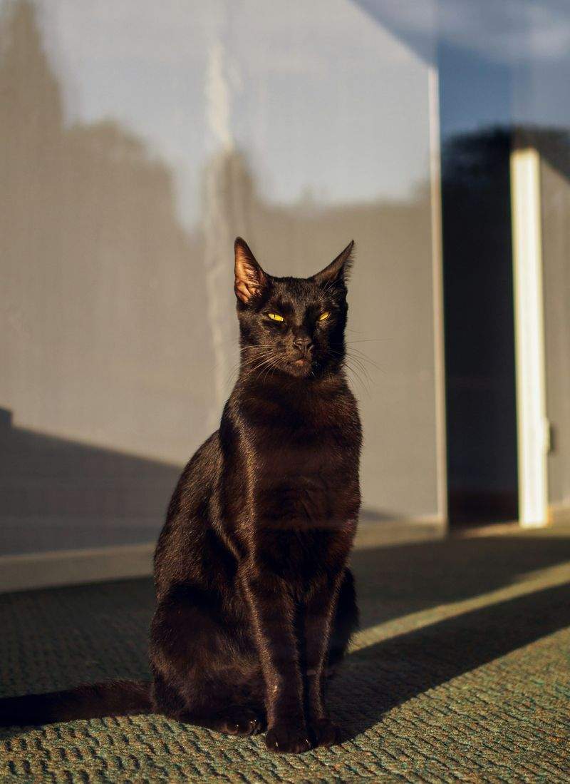 ねこみらいケア株式会社 7