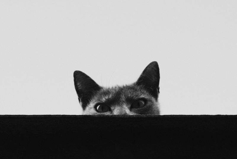 猫の定期訪問ケア