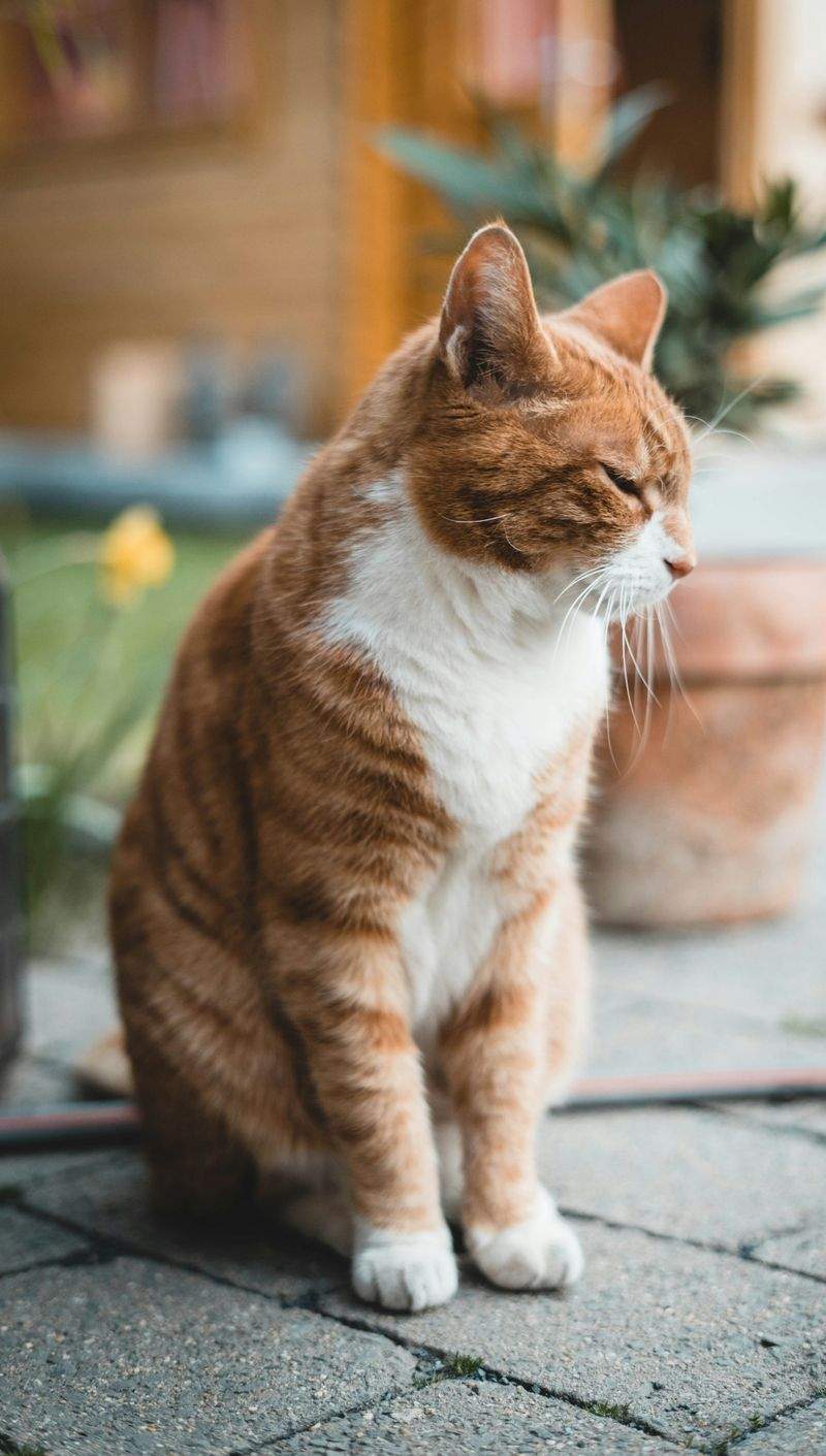 猫用品の提案・手配