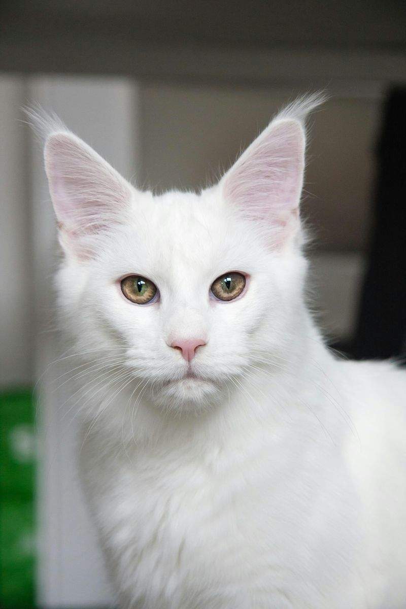 多頭飼育向け生活サポート